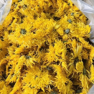 【金丝黄菊茶】西藏产地直供质量保证一手货源价格美丽