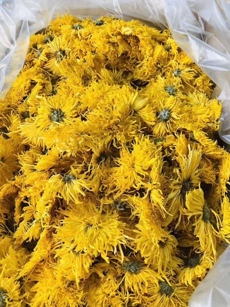 【金丝黄菊茶】西藏产地直供质量保证一手货源价格美丽