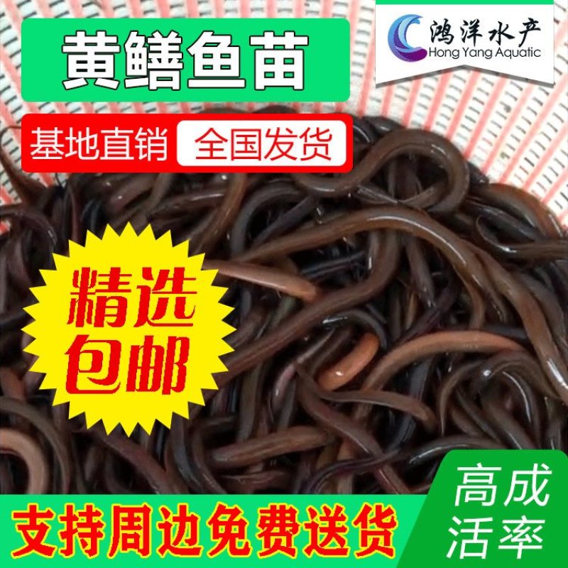 优质黄鳝苗正大九号黄鳝高产易养鱼苗批发