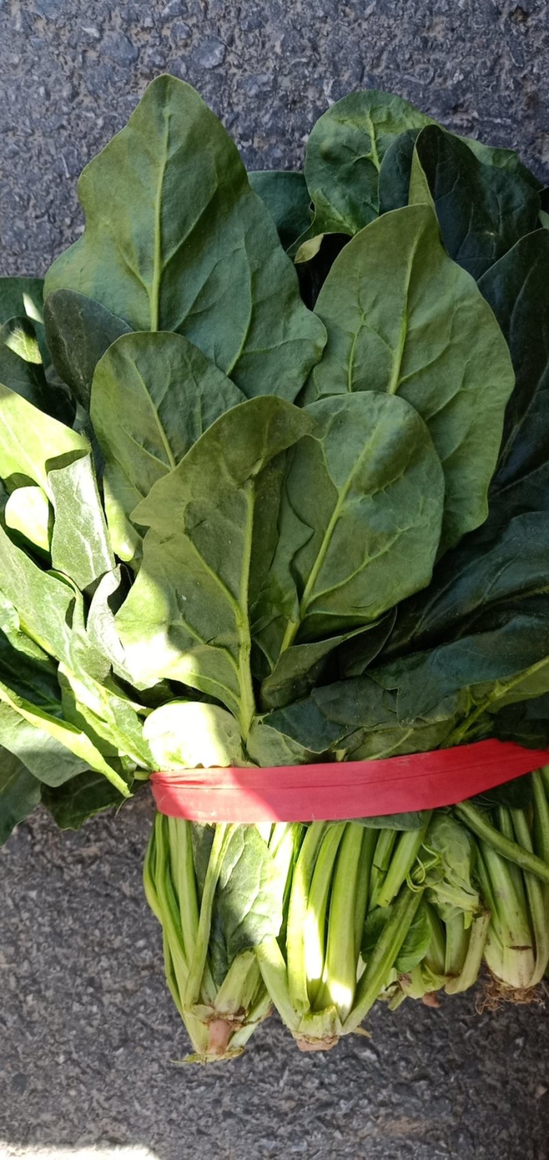 精品菠菜，大量现货，欢迎选购，欢迎订购，质量很好，价格便