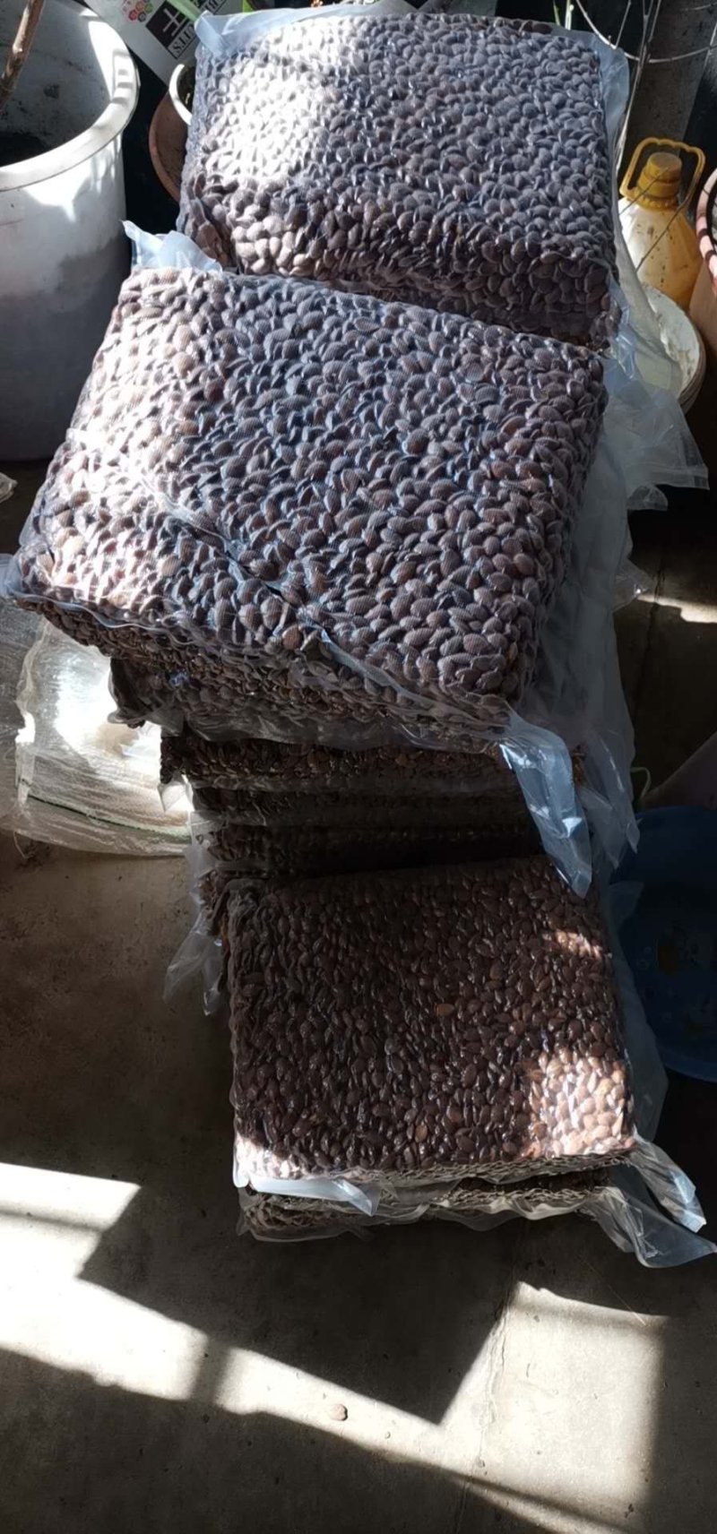 桃树种子.桃芽毛桃种子货发全国保出芽率