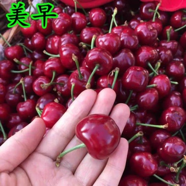 嫁接美早樱桃苗优质嫁接苗地栽盆栽适宜南北方种植