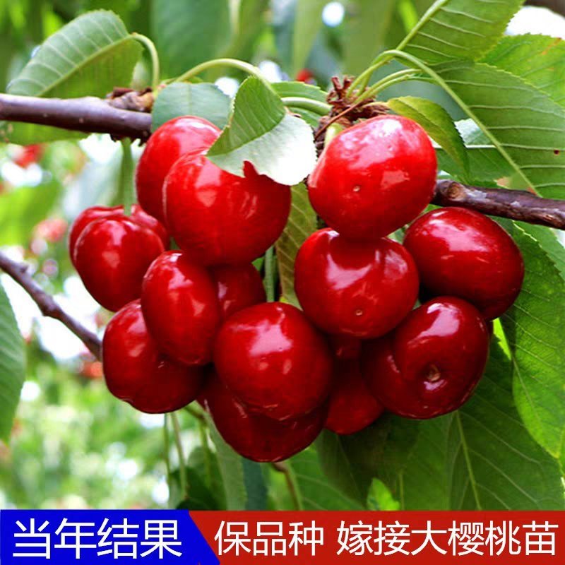 嫁接美早樱桃苗优质嫁接苗地栽盆栽适宜南北方种植