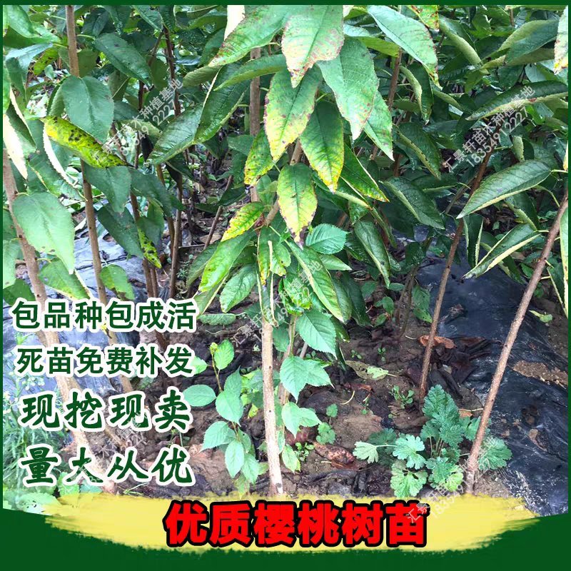 嫁接美早樱桃苗优质嫁接苗地栽盆栽适宜南北方种植