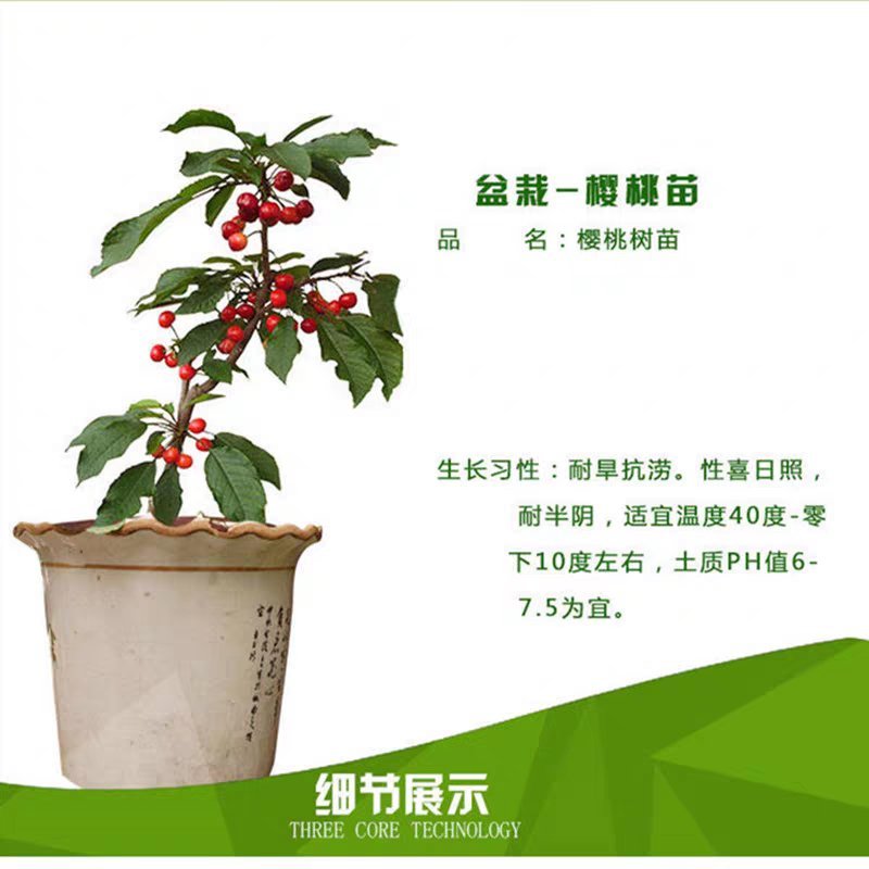 嫁接美早樱桃苗优质嫁接苗地栽盆栽适宜南北方种植