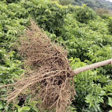 黑黄皮