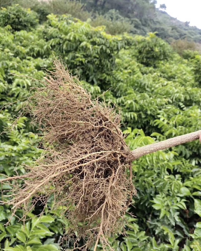 黑黄皮