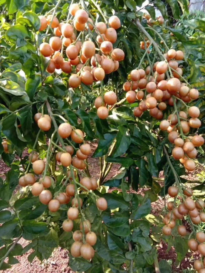 黑黄皮