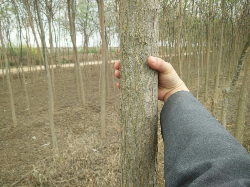 国槐