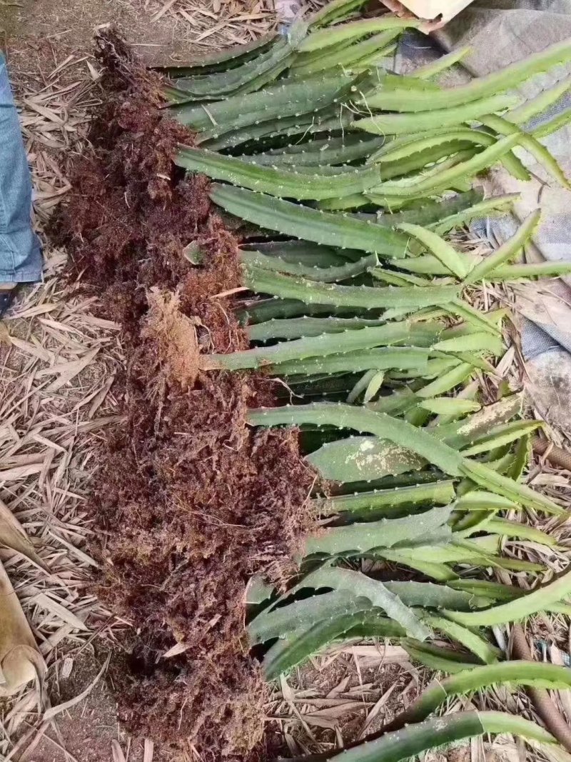 红肉火龙果