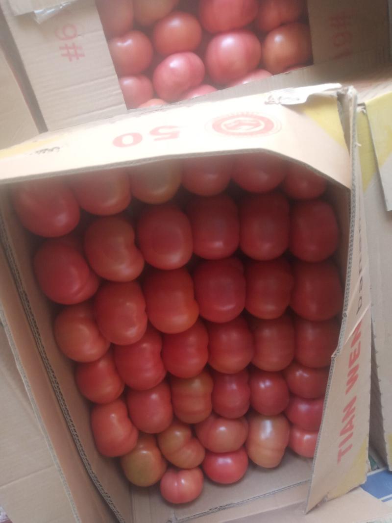 硬分西红柿