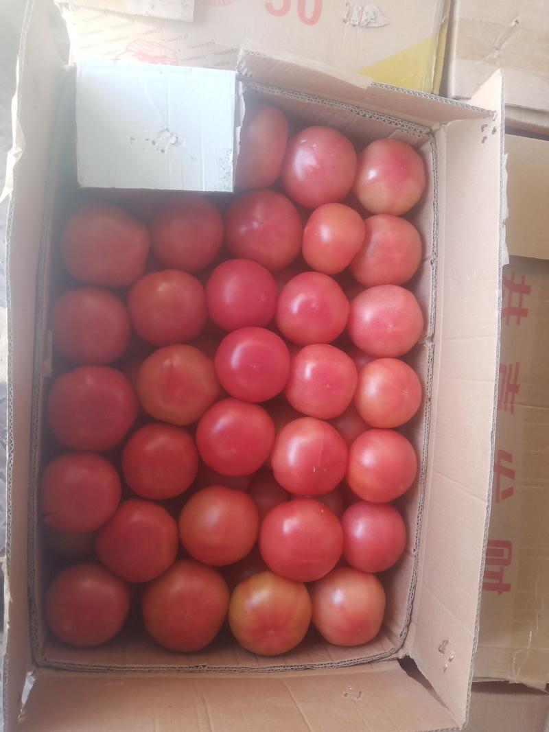 硬分西红柿