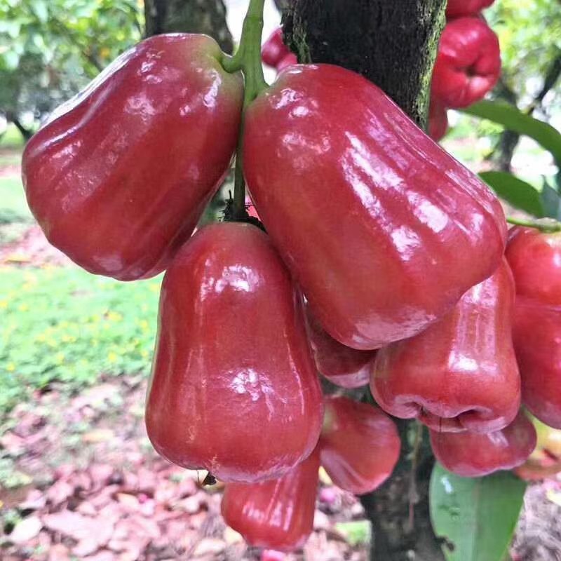 莲雾果苗