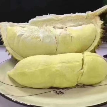 榴莲苗