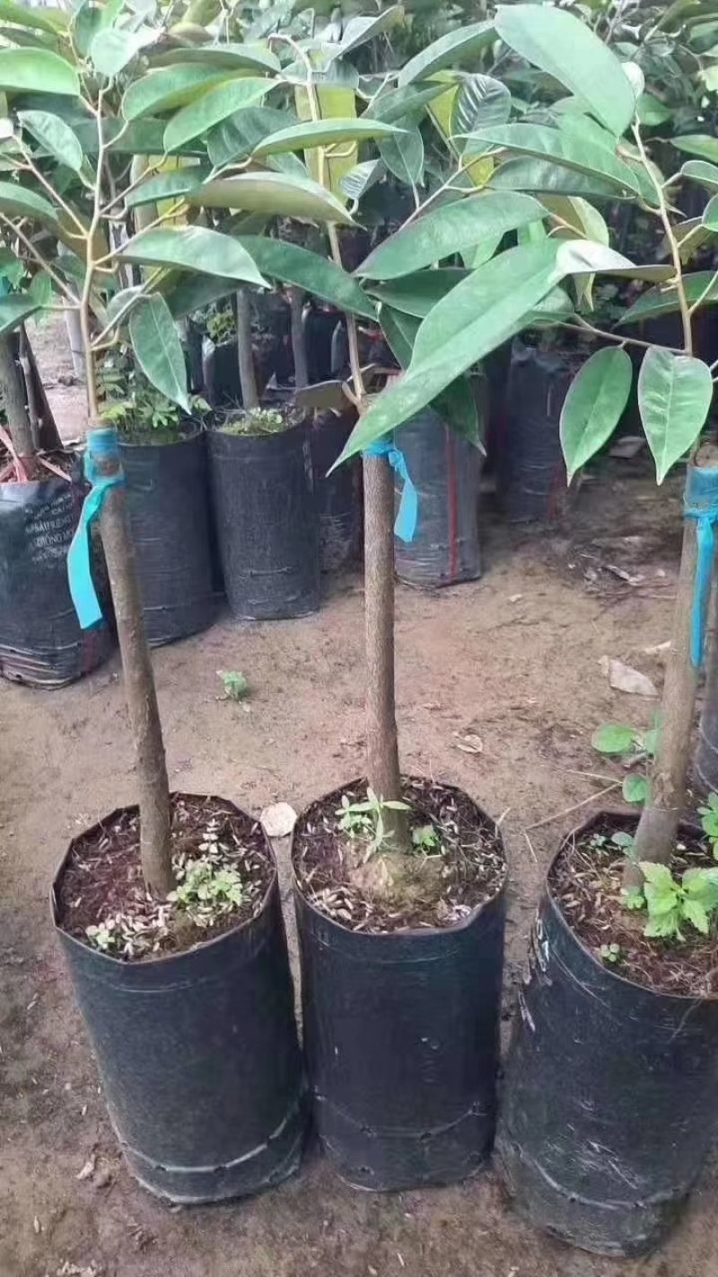 榴莲苗
