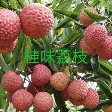 桂味荔枝