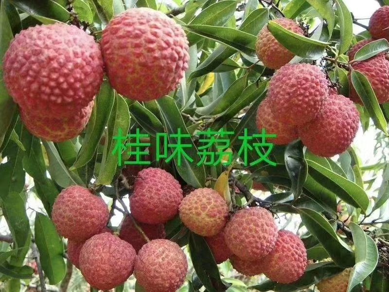 桂味荔枝