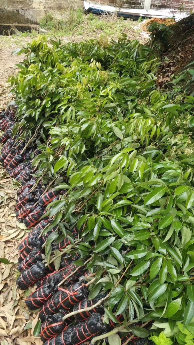 桂味荔枝