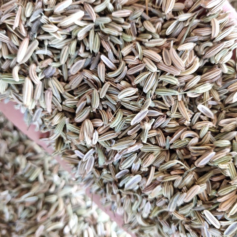小茴香新货青绿色过筛关书药业批发中药材