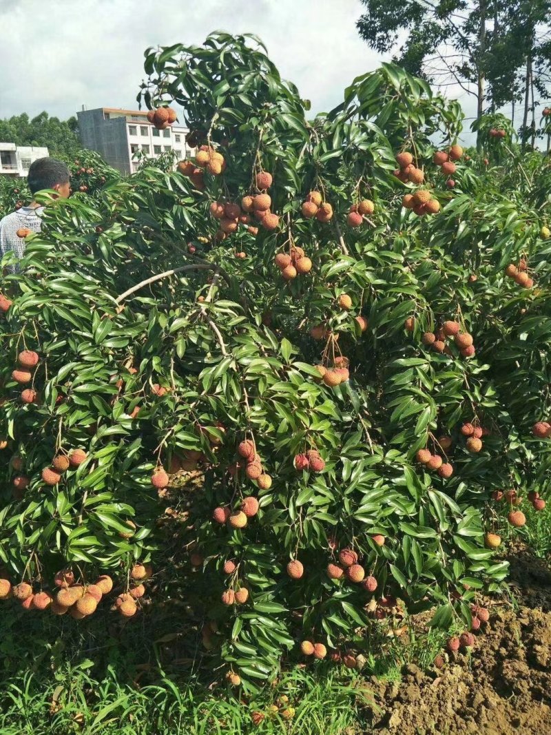 荔枝妃子笑