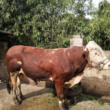 肉牛贵州土黄牛，西门达尔大肉牛（欢迎各界老板电话咨询）