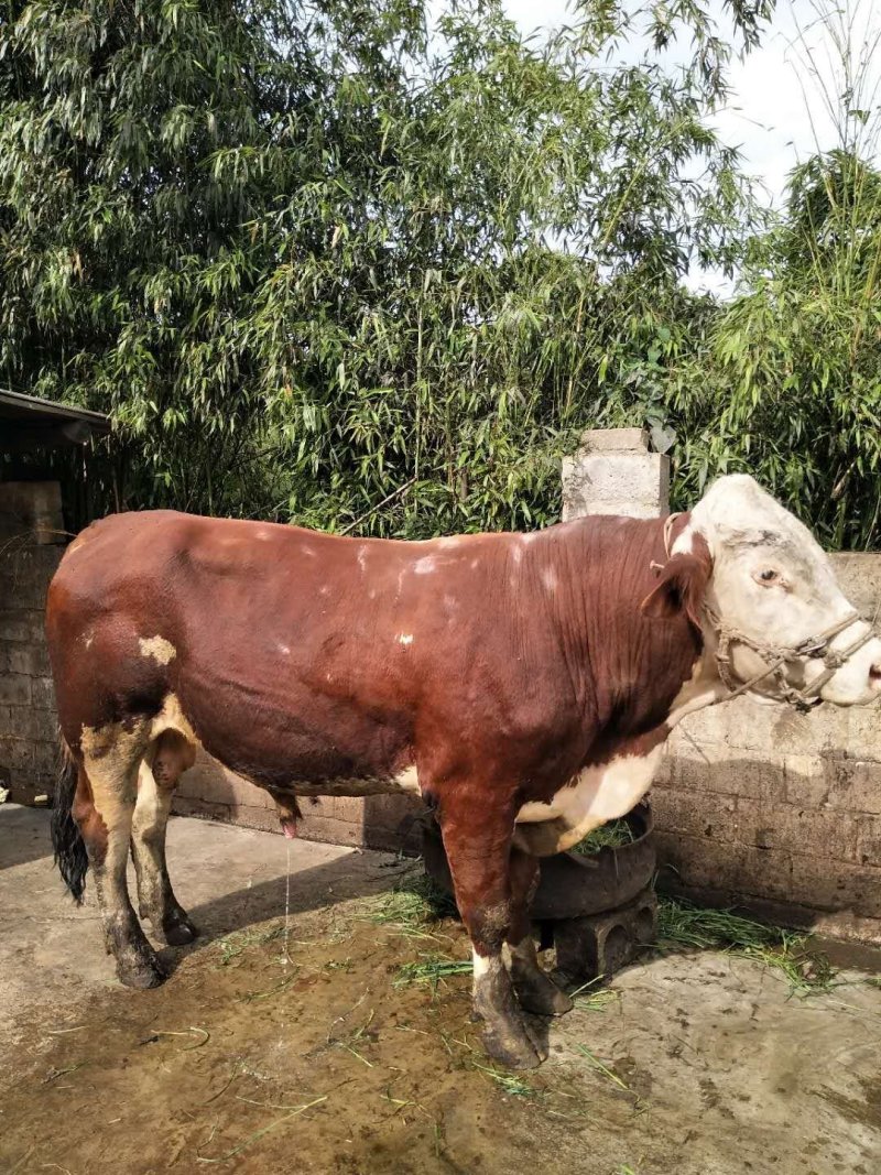 肉牛贵州土黄牛，西门达尔大肉牛（欢迎各界老板电话咨询）
