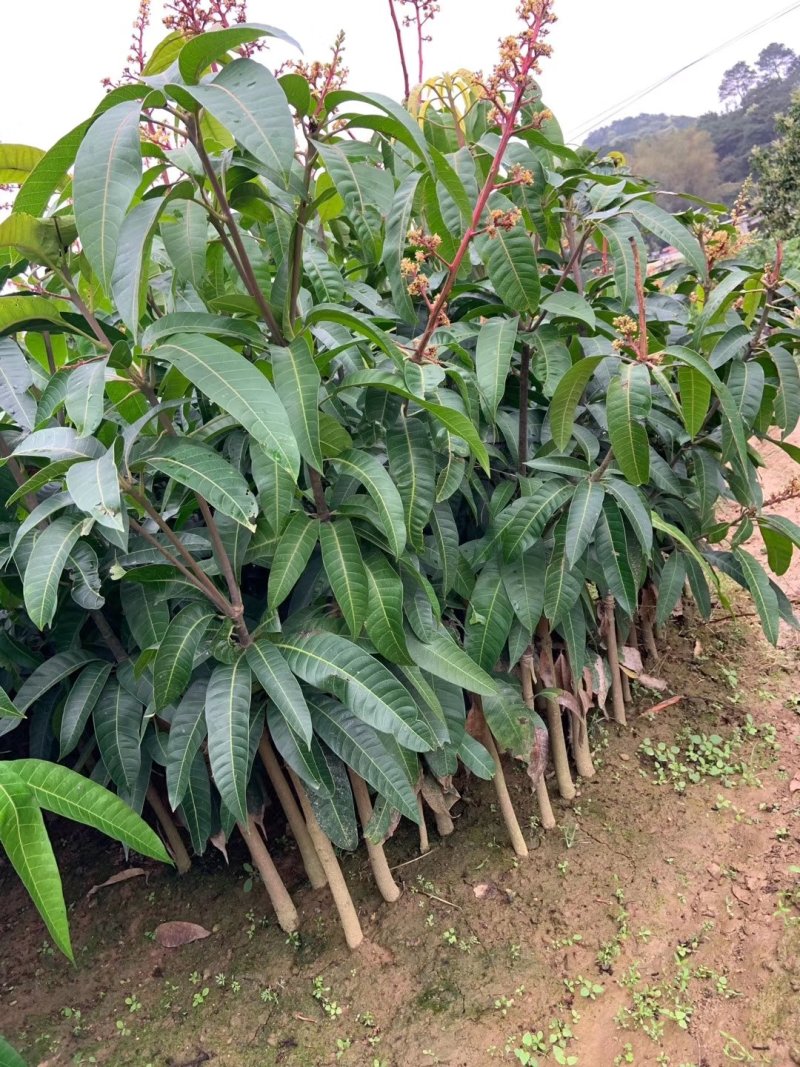 金煌芒果苗