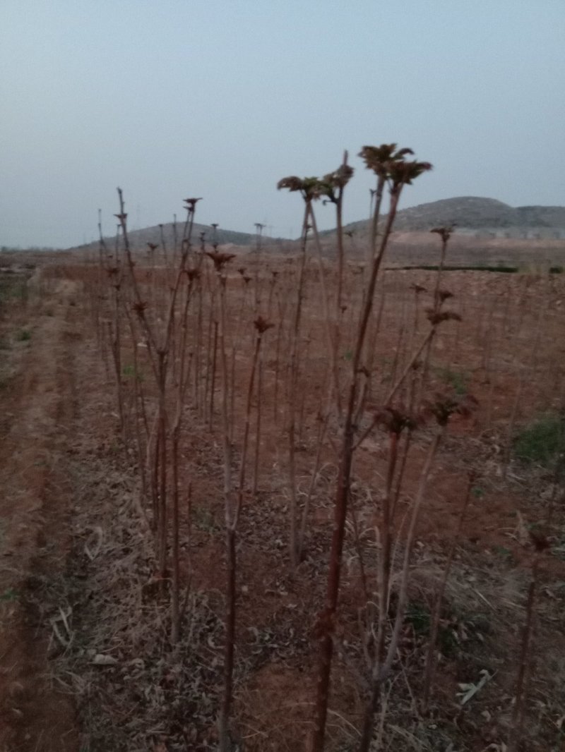 香椿