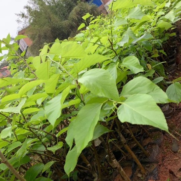 长桑果苗