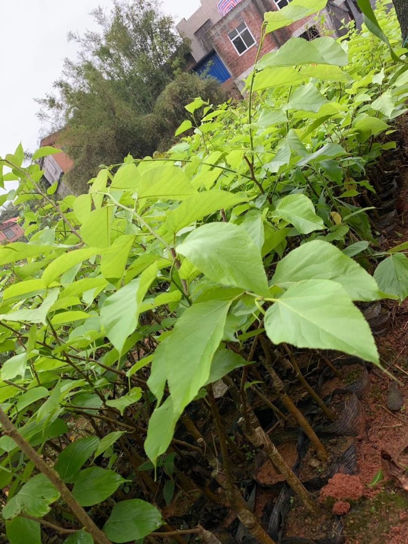 长桑果苗