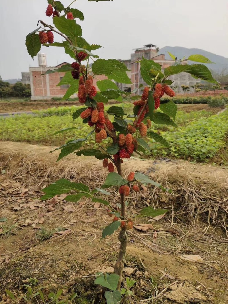 长桑果苗