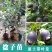 金挑捻子苗