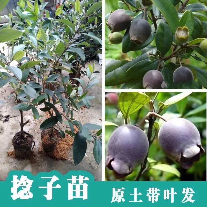 金挑捻子苗