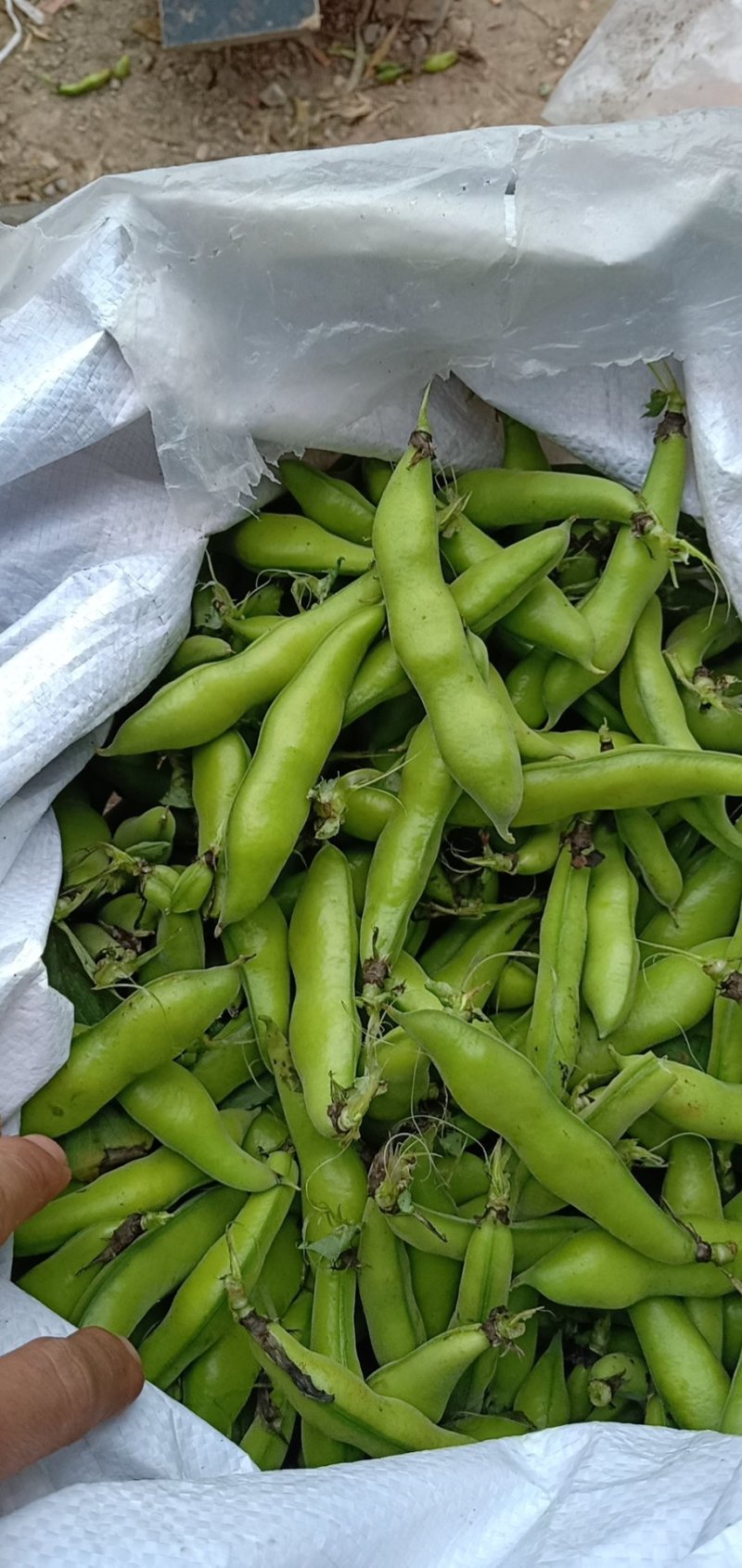 大白胡豆大量上市中
