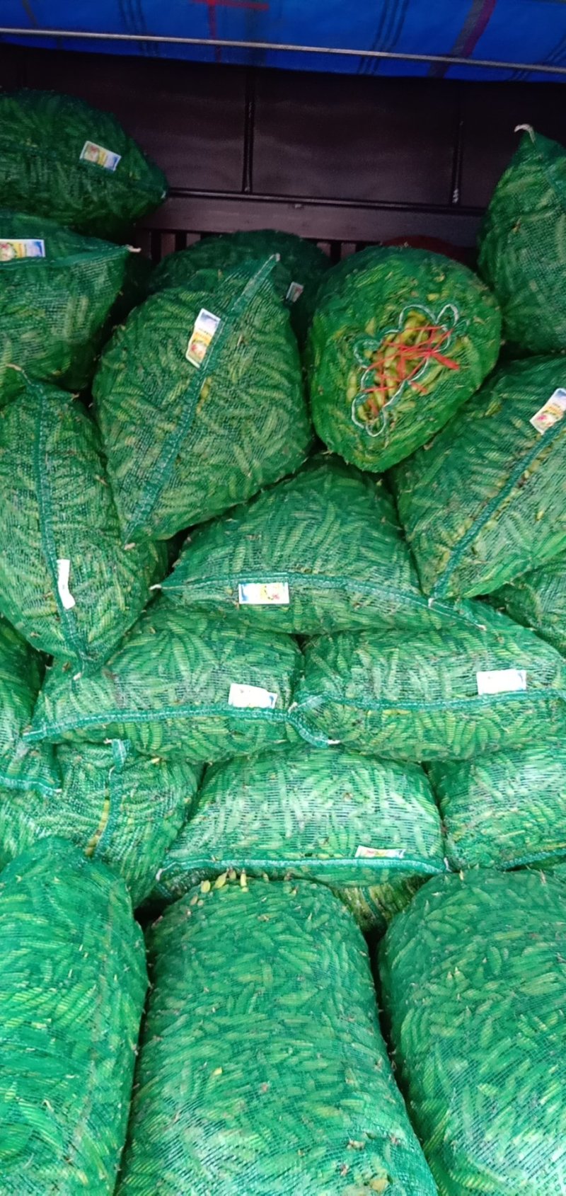 大白胡豆大量上市中