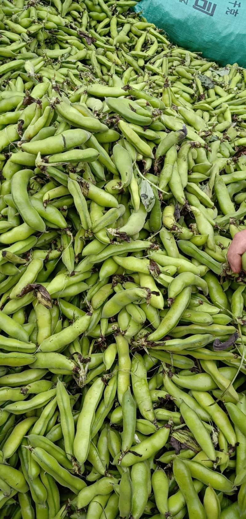 大白胡豆大量上市中