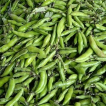 大白胡豆大量上市中