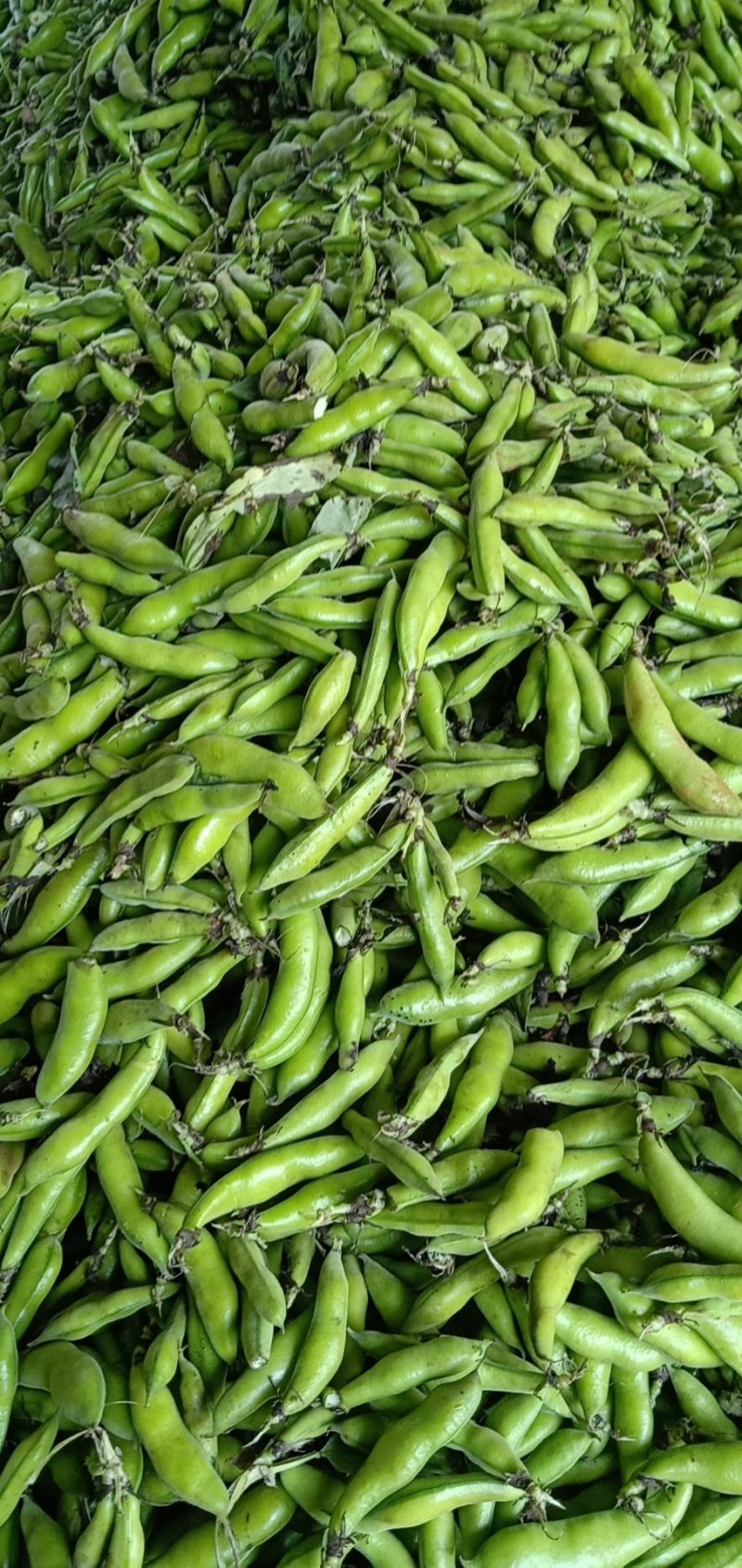 大白胡豆大量上市中