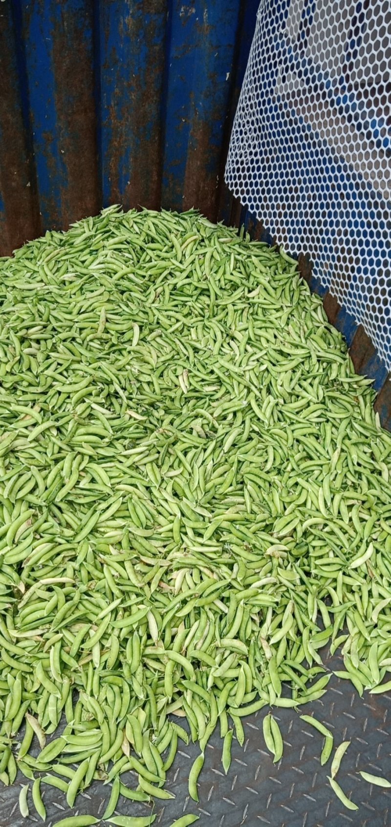 大白胡豆大量上市中