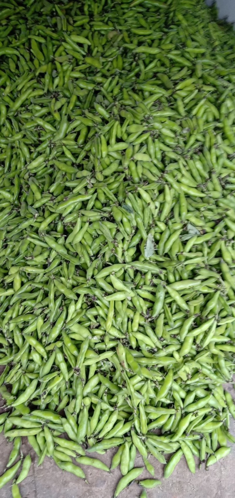 大白胡豆大量上市中