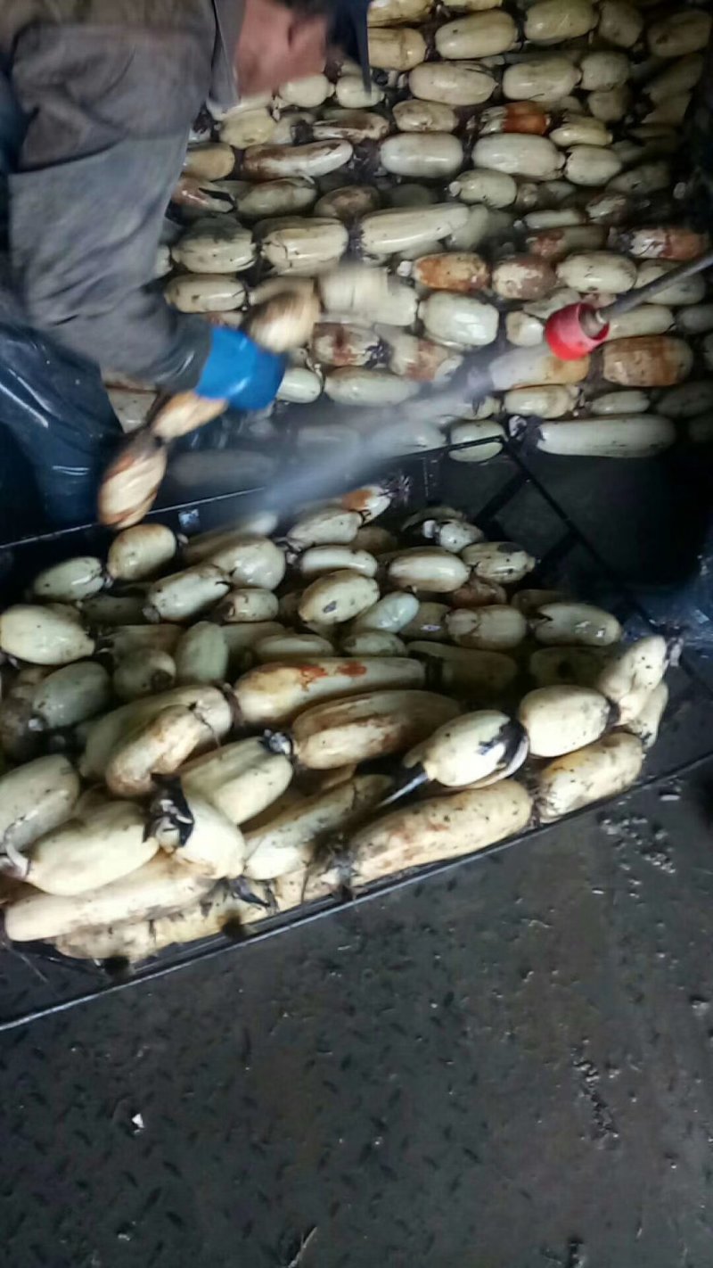 陕西万亩莲藕基地的，大量供应3735面藕，欢迎合作，