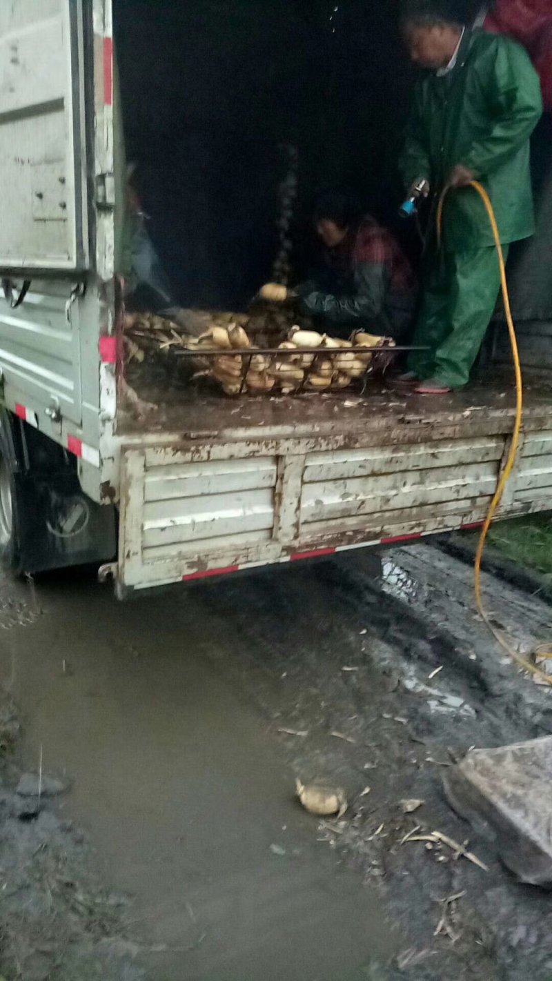 陕西万亩莲藕基地的，大量供应3735面藕，欢迎合作，