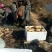 陕西万亩莲藕基地的，大量供应3735面藕，欢迎合作，