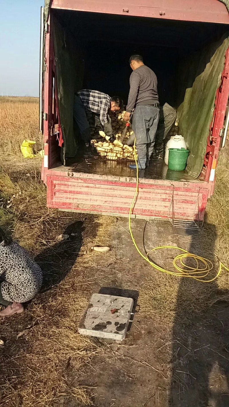 陕西万亩莲藕基地的，大量供应3735面藕，欢迎合作，