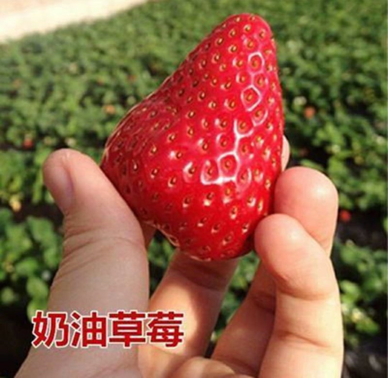 四季草莓苗南北方种植当年结果食用牛奶草莓秧阳台盆栽地栽苗