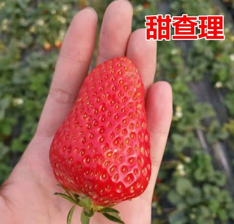 四季草莓苗南北方种植当年结果食用牛奶草莓秧阳台盆栽地栽苗