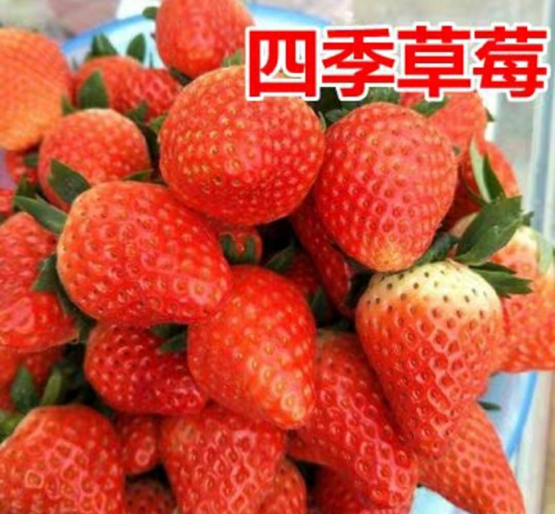 四季草莓苗南北方种植当年结果食用牛奶草莓秧阳台盆栽地栽苗