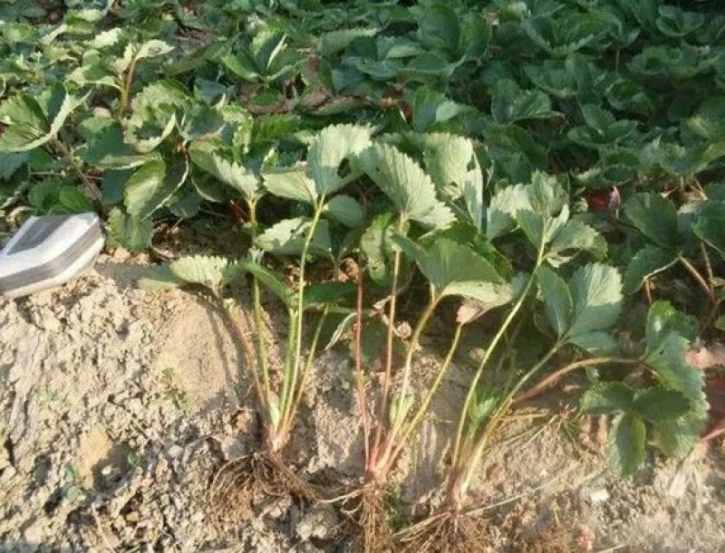 四季草莓苗南北方种植当年结果食用牛奶草莓秧阳台盆栽地栽苗