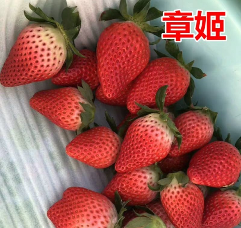 四季草莓苗南北方种植当年结果食用牛奶草莓秧阳台盆栽地栽苗