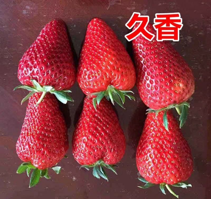 四季草莓苗南北方种植当年结果食用牛奶草莓秧阳台盆栽地栽苗
